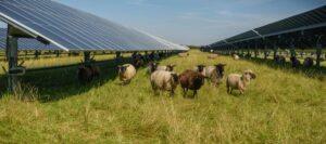 Green River agrivoltaics project